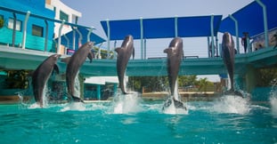 ¿Cómo nacen los delfines de nariz de botella?