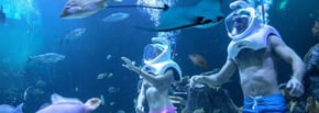Activities in Cancun? A sea trek with Delphinus Trek