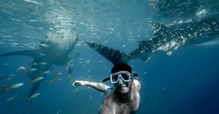 What is it like to swim with a whale shark? Everything you need to know about the experience