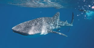 Places in Mexico to swim with whale sharks