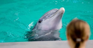 ¿Cuánto cuesta nadar con delfines en Cancún?