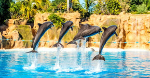 El mejor lugar en México para nadar con delfines