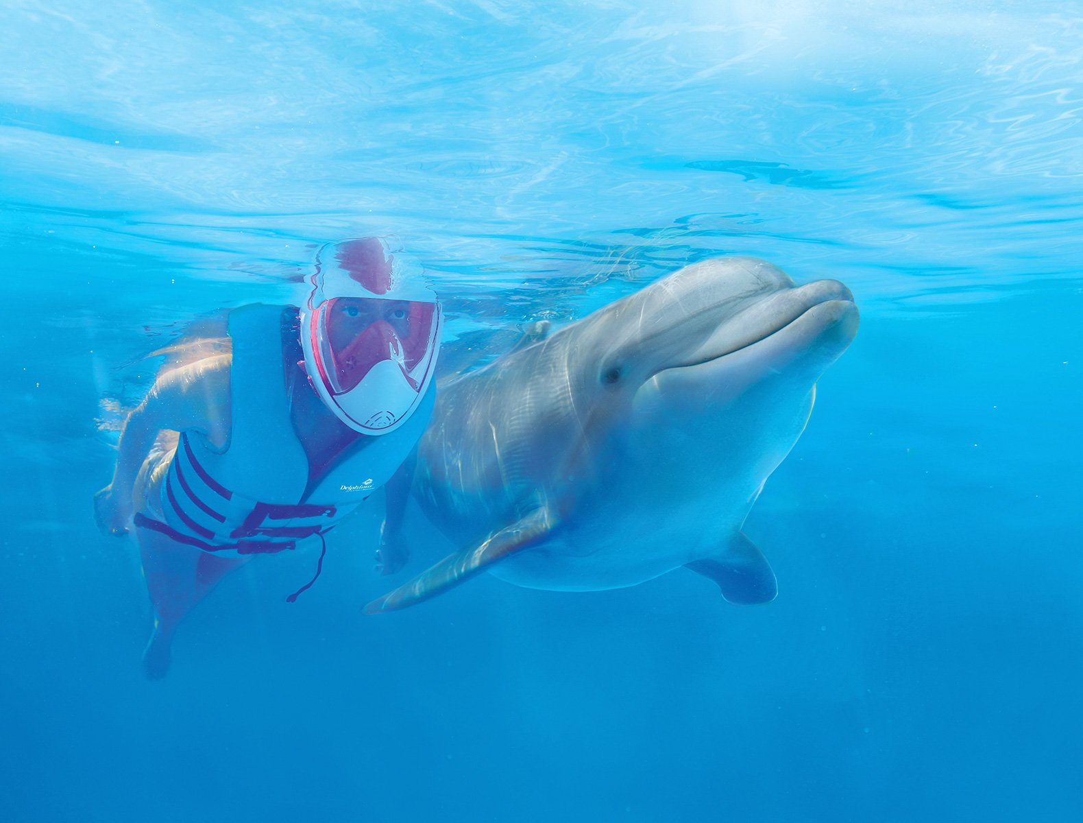 Nuestros delfines son el corazón de Delphinus