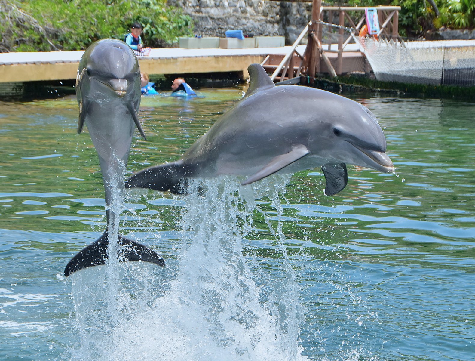 lugares para nadar con delfines en méxico