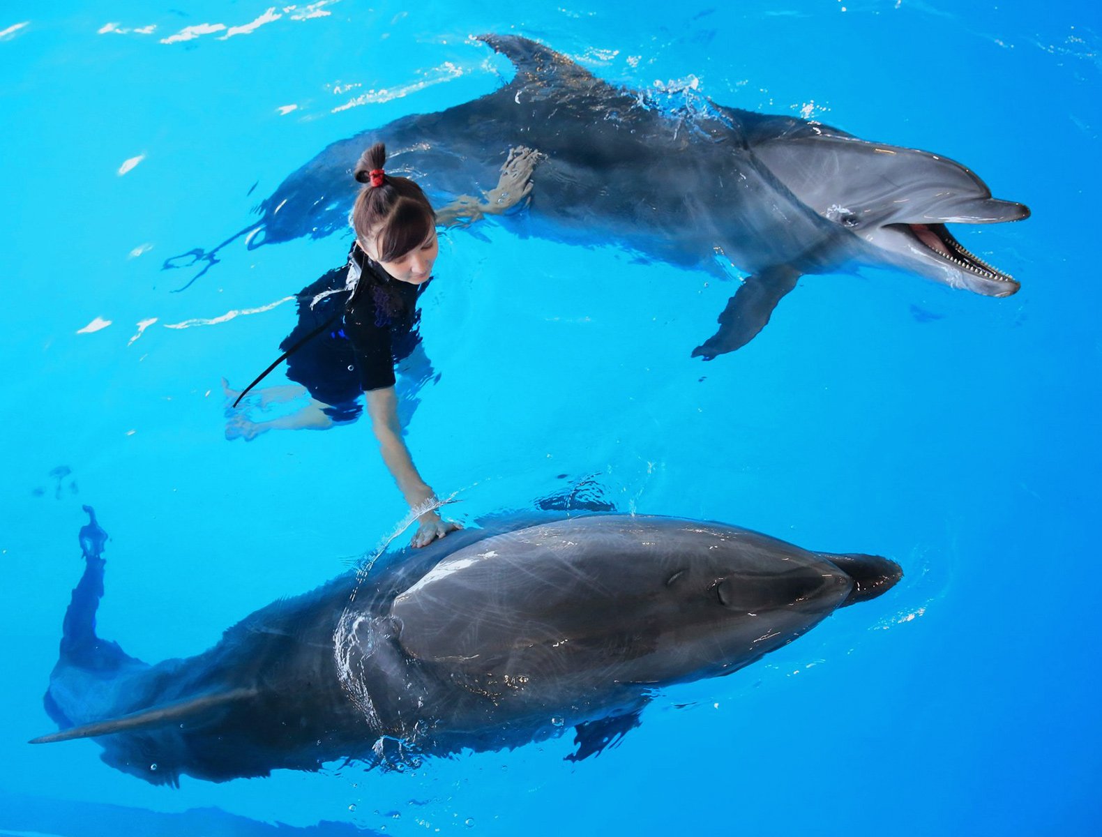 Specialists in dolphin care