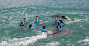 Las mejores experiencias con delfines en la Riviera Maya