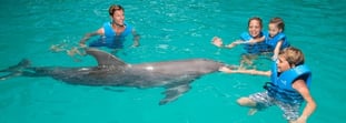 Swim with Dolphins in Cancun and Riviera Maya: Prices and Programs