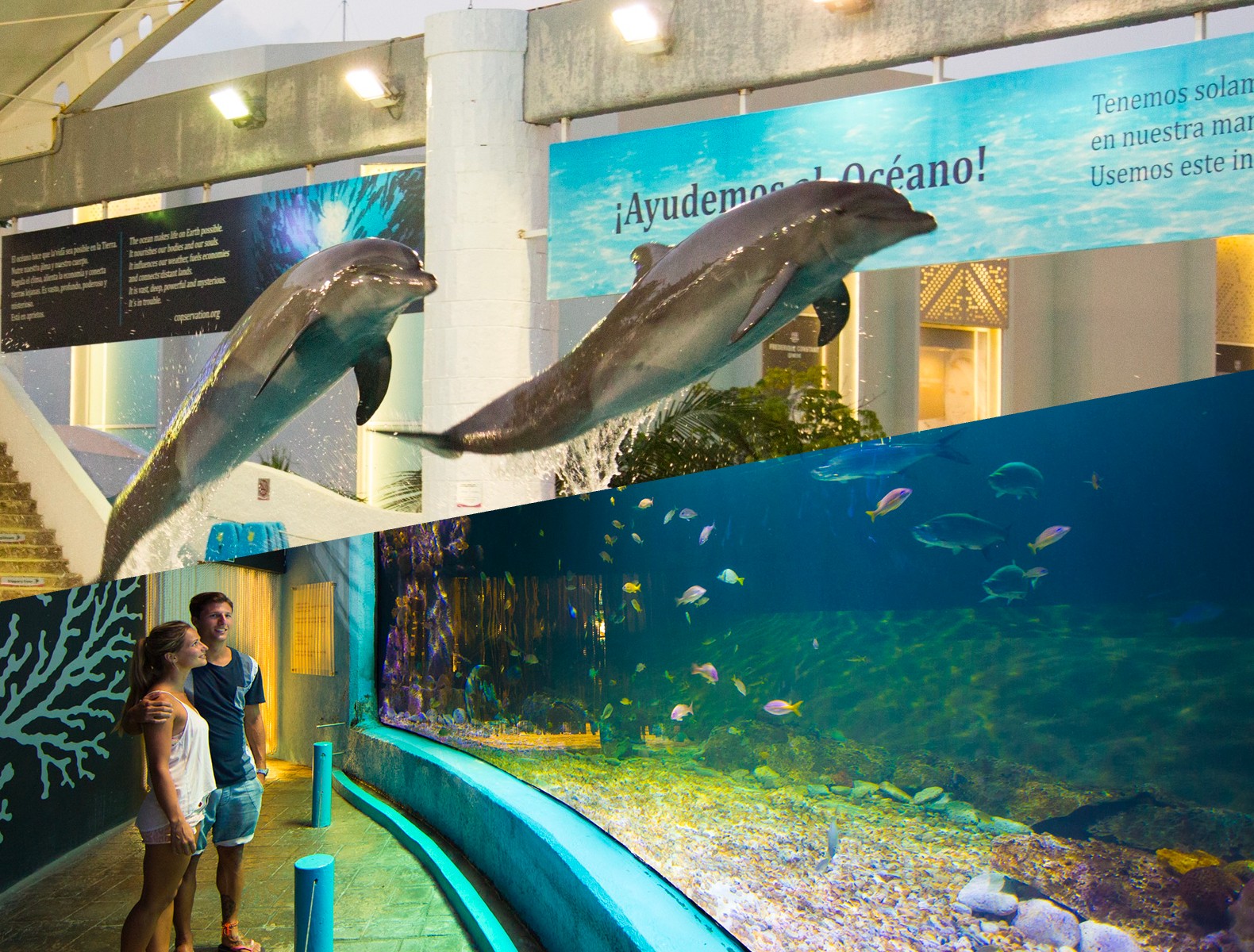 Nado con Delfines en Puerto Vallarta - Vallarta Adventures®, image size:1580x1200