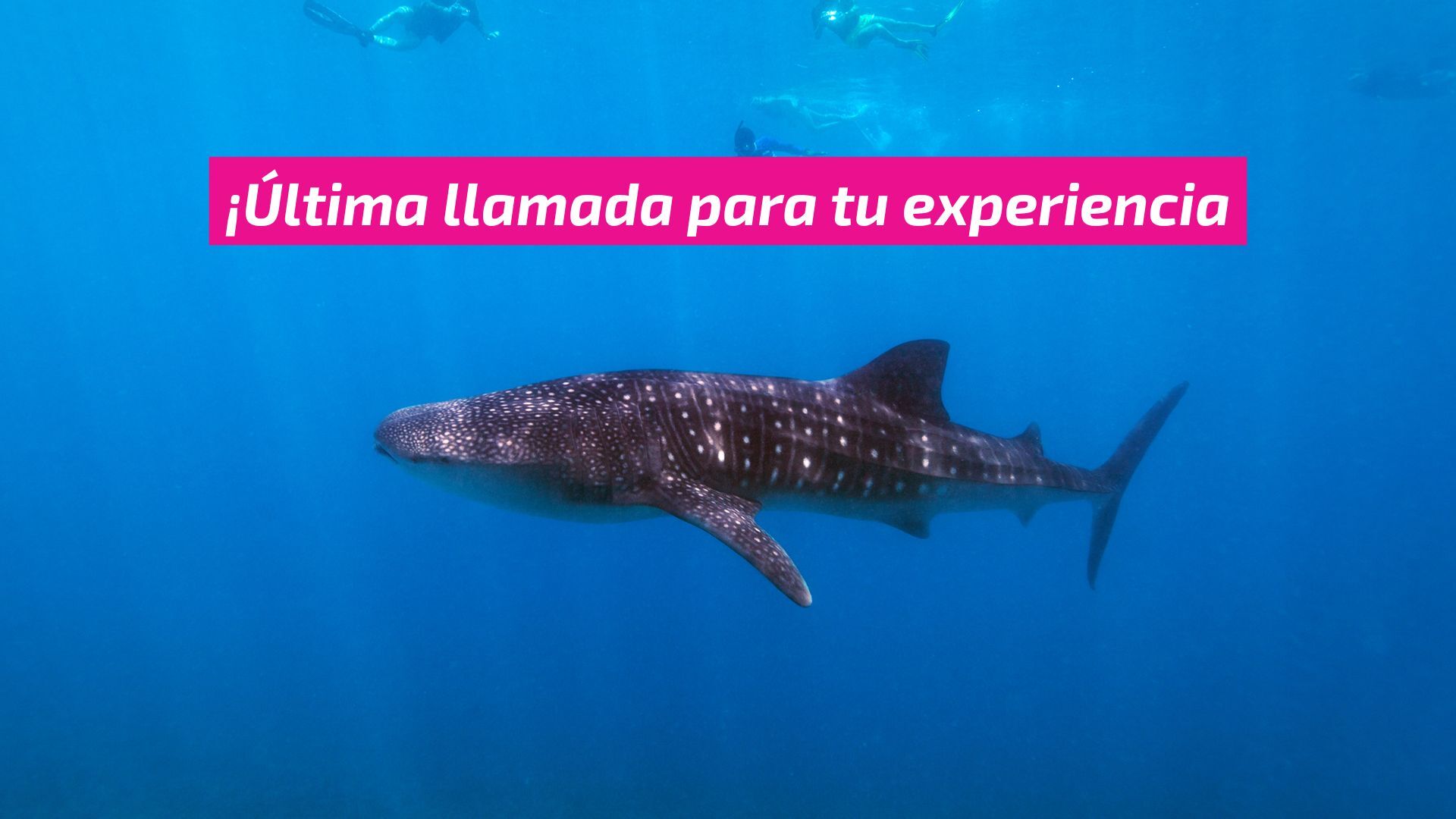 Última llamada: la temporada del tiburón ballena ya comenzó en el Caribe mexicano