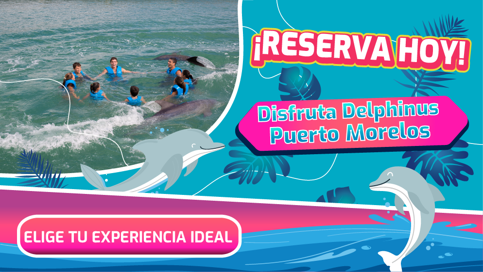 Nadar con delfines en puerto morelos