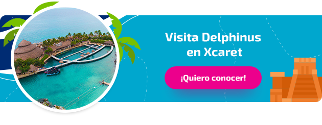 Nado con delfines en Xcaret 