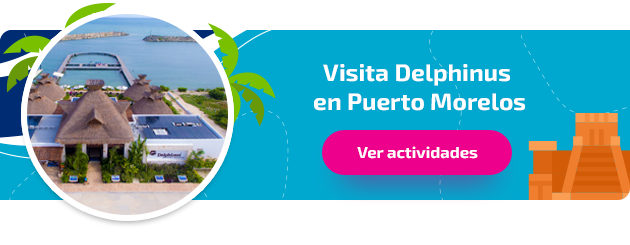 visita Delphinus en Puerto Morelos