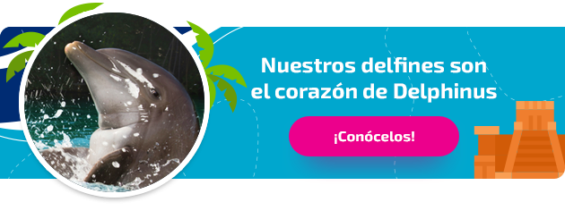 conoce los delfines en Delphinus